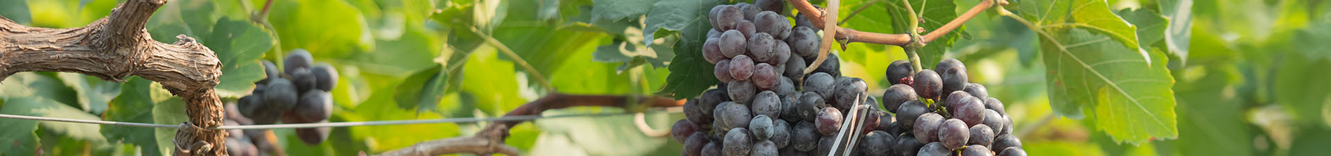 Vinogradništvo in vinarstvo - VINJA