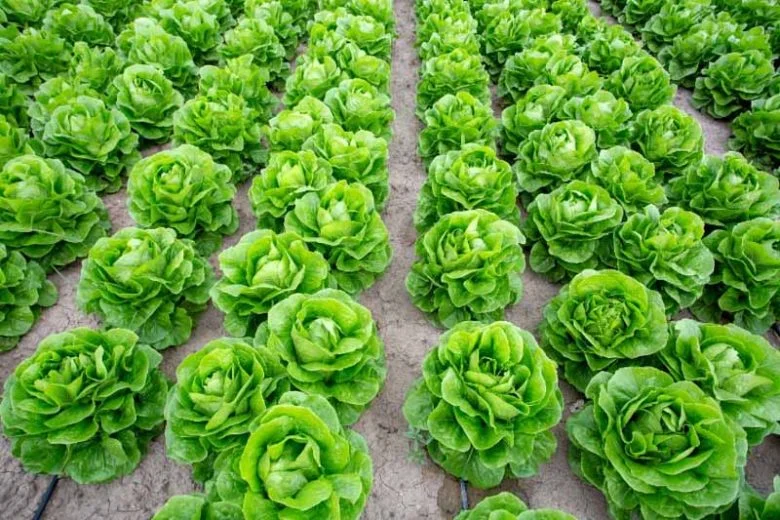 lactuca sativa